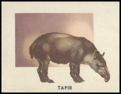 136 Tapir